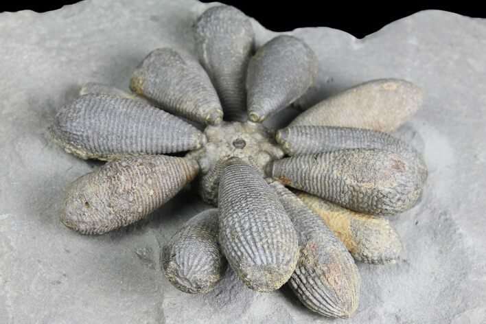 Jurassic Fossil Urchin (Firmacidaris) - Amellago, Morocco #179470